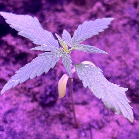 Gelato CBD growlog photo: 10:30PM Dying
