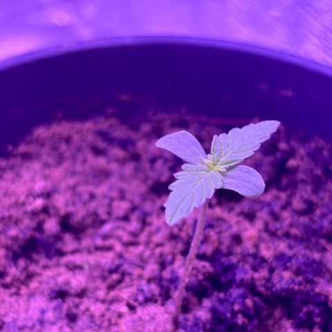 The Real Q1 growlog photo: 10:30PM