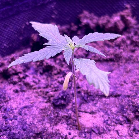 Gelato CBD growlog photo: Dying…