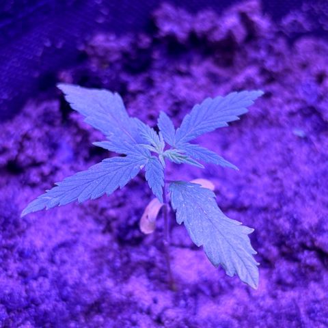 Gelato CBD growlog photo: Dying…
