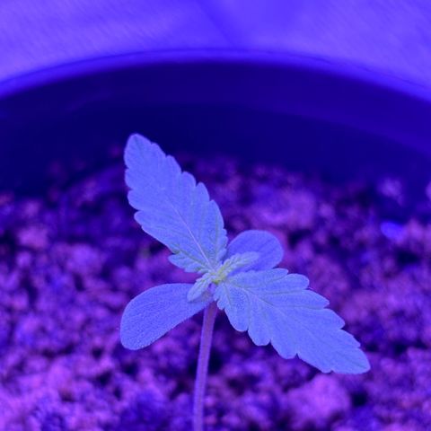 The Real Q1 growlog photo: 10:00PM