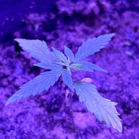 Gelato CBD growlog photo: Praying.