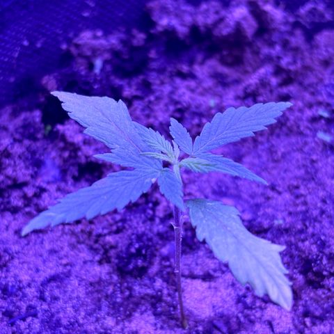Gelato CBD growlog photo: Praying.