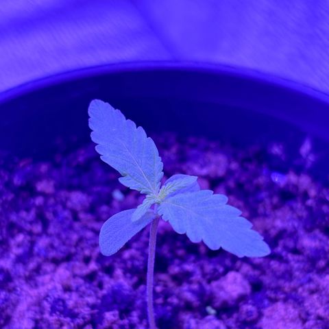 The Real Q1 growlog photo: 11:00PM