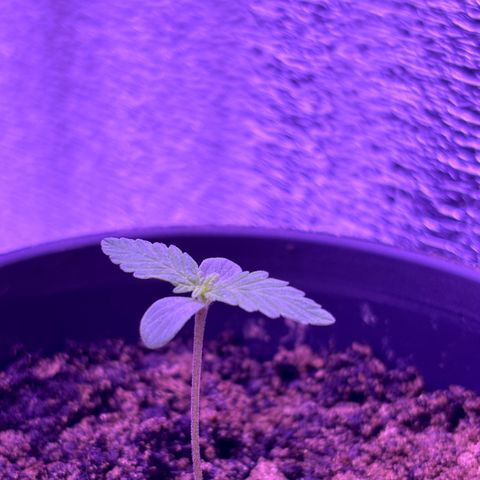 The Real Q1 growlog timeline photo