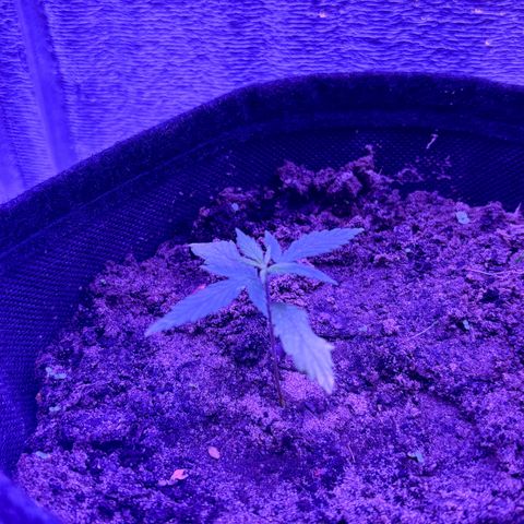 Gelato CBD growlog timeline photo