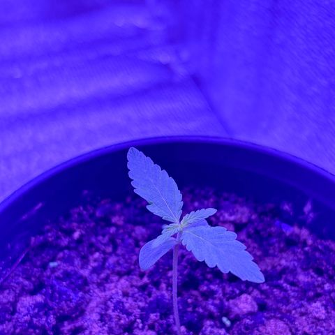 The Real Q1 growlog timeline photo