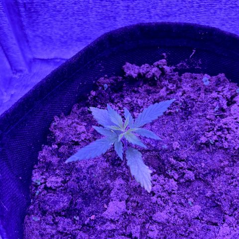 Gelato CBD growlog photo: 10:00AM