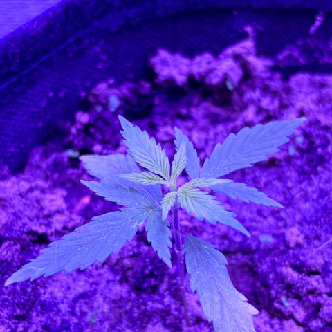 Gelato CBD growlog photo: 09:00PM