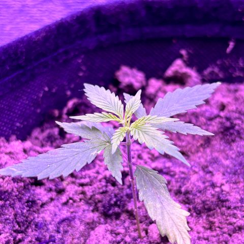 Gelato CBD growlog photo: 06:00PM