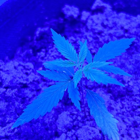 Gelato CBD growlog photo: 11:00PM