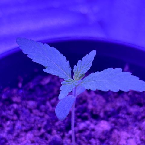 The Real Q1 growlog photo: 10:30AM