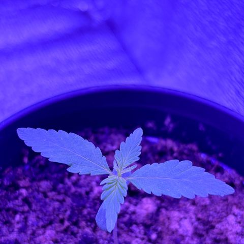 The Real Q1 growlog photo: 09:00PM