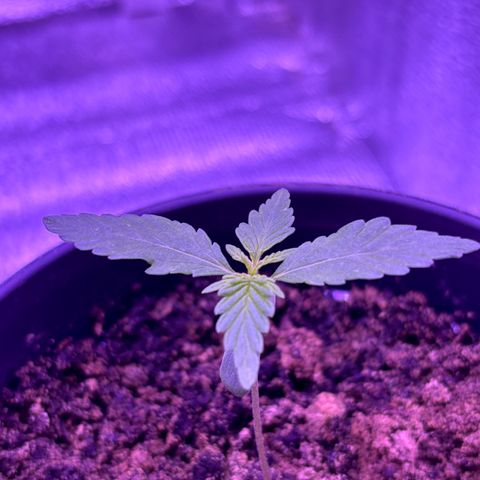The Real Q1 growlog photo: 06:00PM