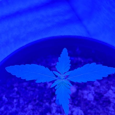 The Real Q1 growlog photo: 11:00PM