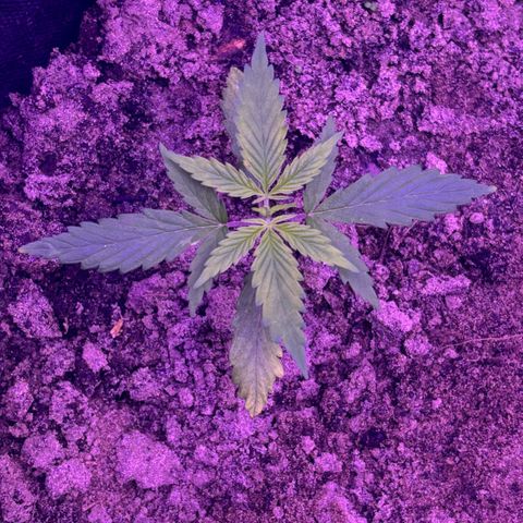 Gelato CBD growlog photo: 07:00PM