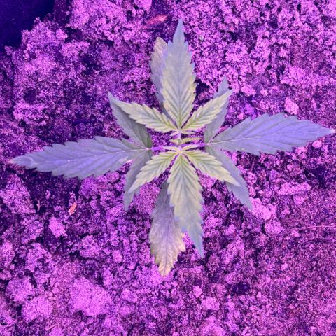 Gelato CBD growlog photo: 07:00PM