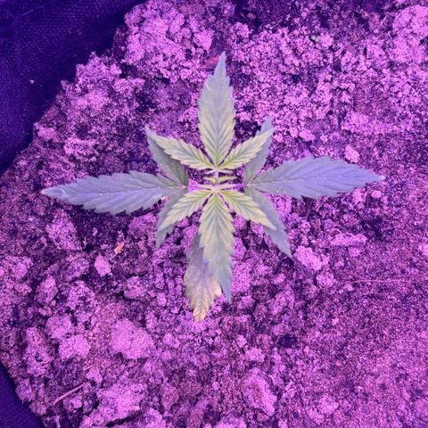 Gelato CBD growlog photo: 07:00PM
