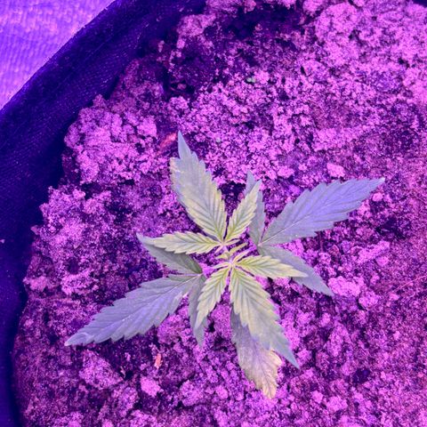 Gelato CBD growlog photo: 07:00PM