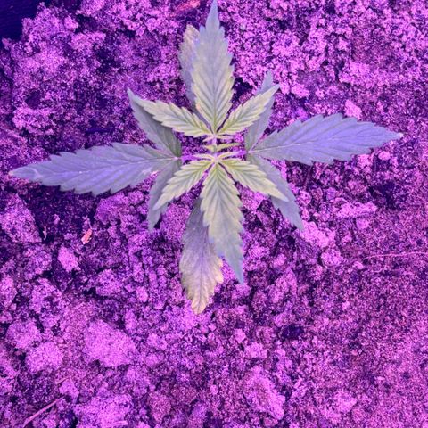 Gelato CBD growlog photo: 07:00PM