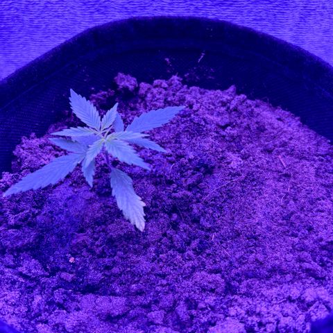 Gelato CBD growlog photo: 07:00PM