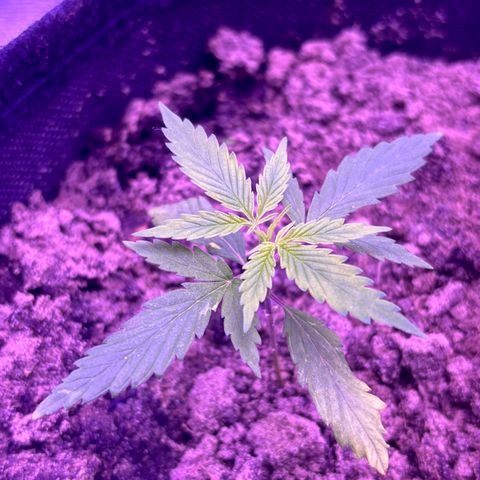 Gelato CBD growlog photo: 07:00PM