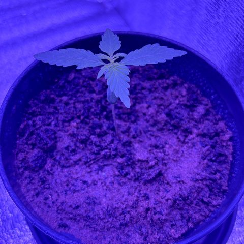 The Real Q1 growlog photo: 07:00PM