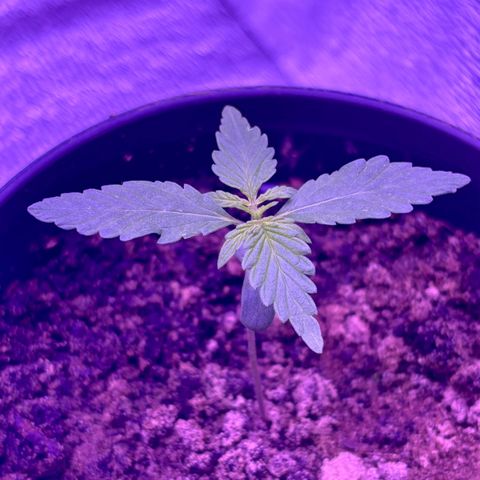 The Real Q1 growlog photo: 07:00PM