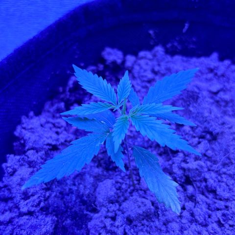 Gelato CBD growlog photo: 07:00AM