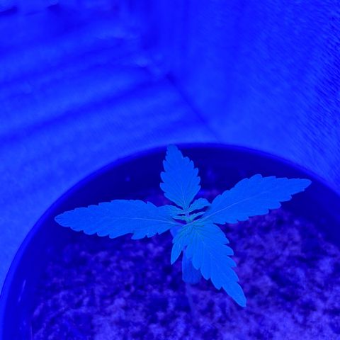 The Real Q1 growlog photo: 07:00AM