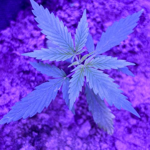 Gelato CBD growlog photo: 11:15PM