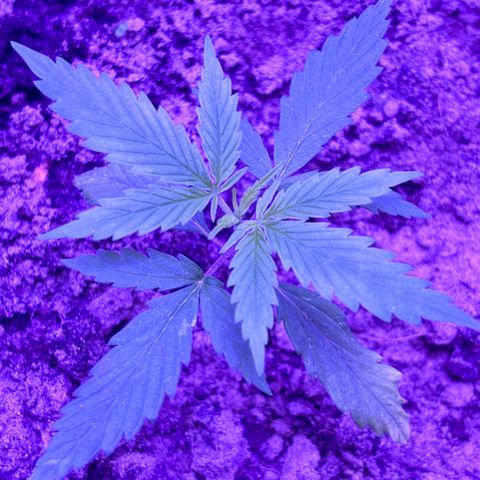 Gelato CBD growlog photo: 11:15PM