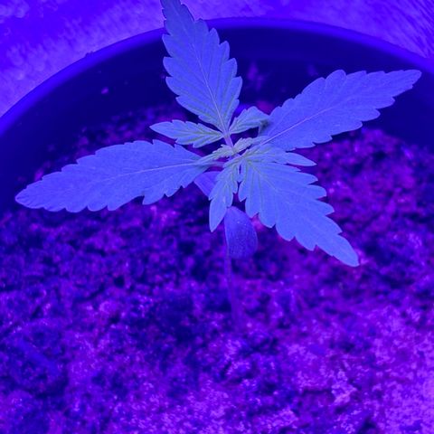 The Real Q1 growlog photo: 11:00PM