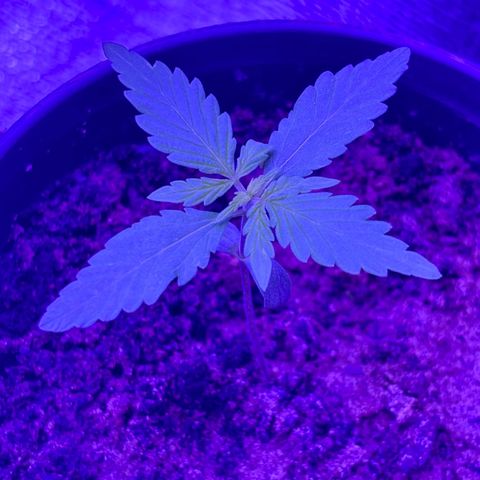 The Real Q1 growlog photo: 11:00PM