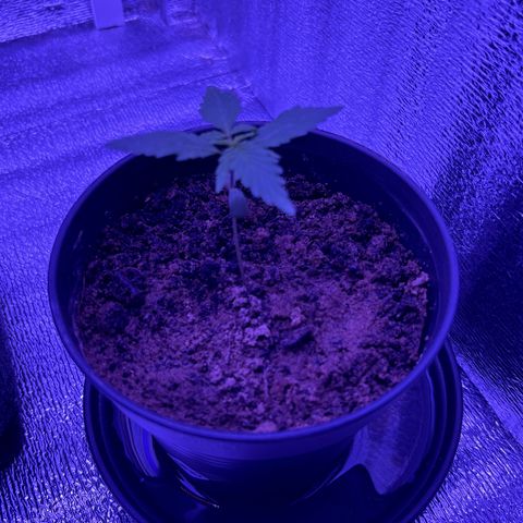 The Real Q1 growlog photo: 07:00AM