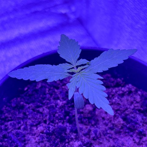 The Real Q1 growlog photo: 07:00AM