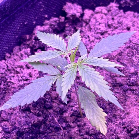 Gelato CBD growlog photo: 07:00AM