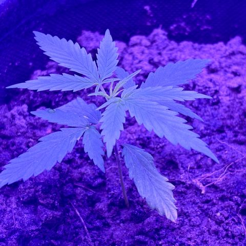 Gelato CBD growlog photo: 10:20PM
