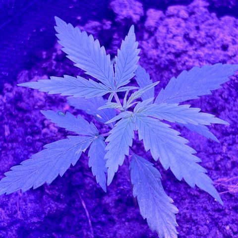 Gelato CBD growlog photo: 10:20PM