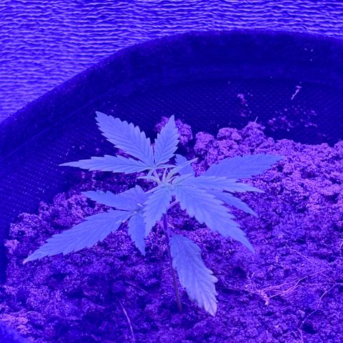 Gelato CBD growlog photo: 10:20PM