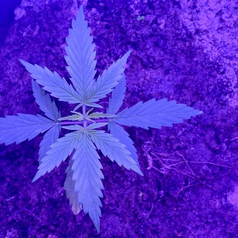 Gelato CBD growlog photo: 10:20PM