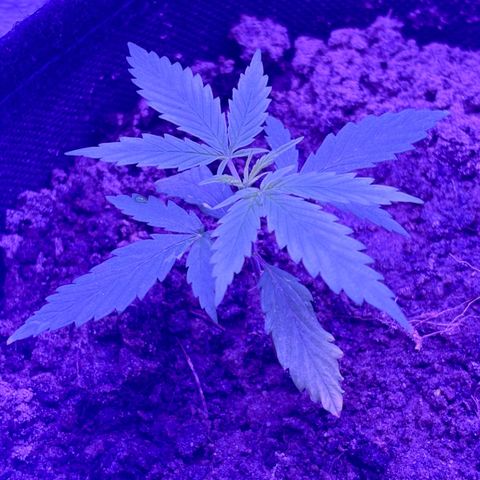 Gelato CBD growlog photo: 10:20PM