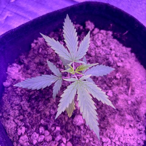 Gelato CBD growlog photo: 11:45PM
