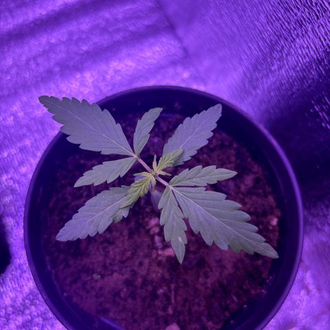 The Real Q1 growlog photo: 11:45PM