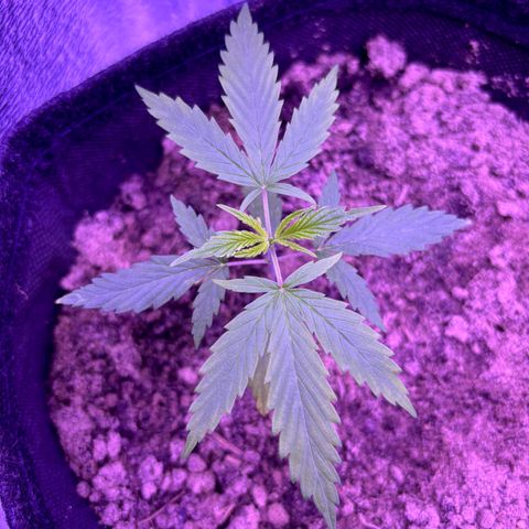 Gelato CBD growlog photo: 08:00PM
