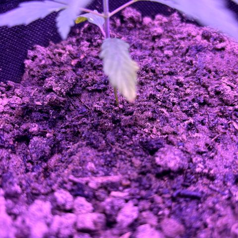Gelato CBD growlog photo: 08:00PM