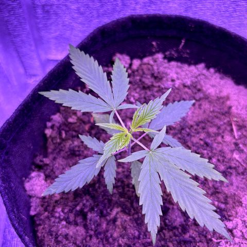 Gelato CBD growlog timeline photo
