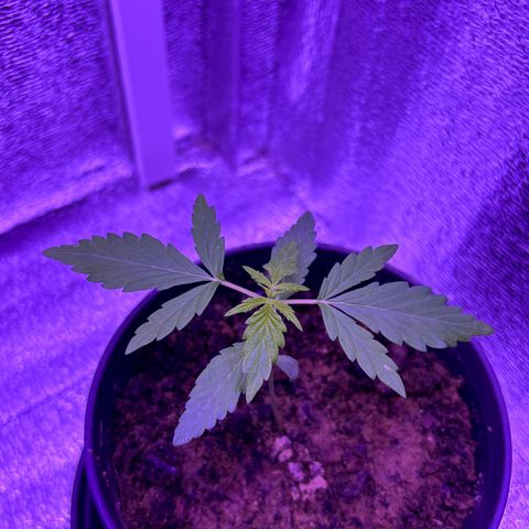 The Real Q1 growlog timeline photo