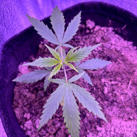 Gelato CBD growlog timeline photo