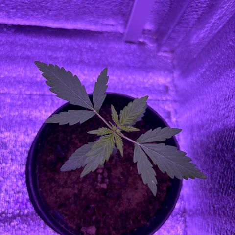 The Real Q1 growlog timeline photo